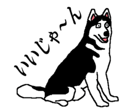 Talking Siberian husky GIN sticker #2380588