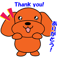 Tommy of the toy poodle