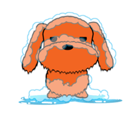 Tommy of the toy poodle sticker #2402471