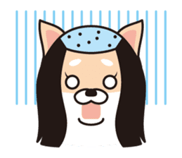 Shiba Inu to wear a hood sticker #2404528