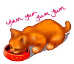 Growth phase of Loki the cat sticker #2416469