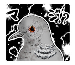 Pigeon or Human ? She is  Hatoco!! sticker #2440733
