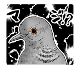 Pigeon or Human ? She is Hatoco!! sticker #2440733