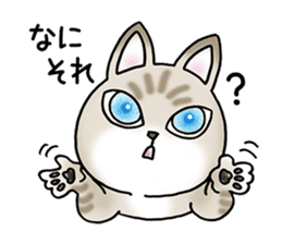 Blue eyes cat "Maiko"& "Ataru" sticker #2441540