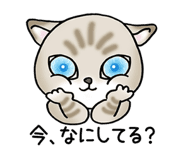 Blue eyes cat "Maiko"& "Ataru" sticker #2441542