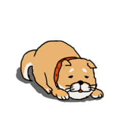 Nuance Shiba Sticker sticker #2443378