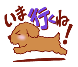 Sticker of the Toy Poodle. sticker #2444316