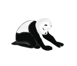 Angry Panda is coming to town! sticker #2462034