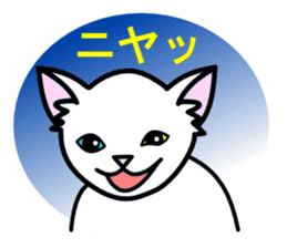 Odd-eye Cats sticker #2469503