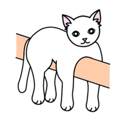 Odd-eye Cats sticker #2469518