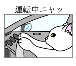 Odd-eye Cats sticker #2469519