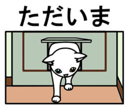 Odd-eye Cats sticker #2469526