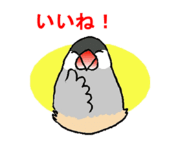 Java sparrows of my family. sticker #2476216