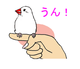 Java sparrows of my family. sticker #2476217