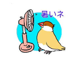 Java sparrows of my family. sticker #2476225