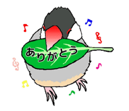 Java sparrows of my family. sticker #2476228
