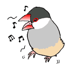 Java sparrows of my family. sticker #2476236
