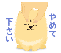 The tiny Pomeranian puppy sticker #2478218