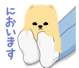 The tiny Pomeranian puppy sticker #2478222