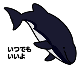 Whales & Dolphins around the world vol.2 sticker #2507050