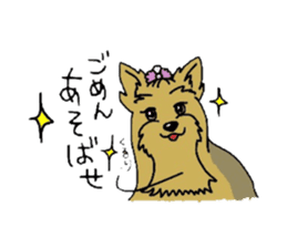 Yorkie every day(Part2) sticker #2539104