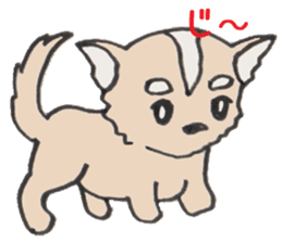 Love My Chihuahua sticker #2547807