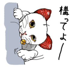 Cat Daifuku sticker #2553817
