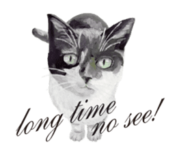Cats, nothing special, in English sticker #2560365