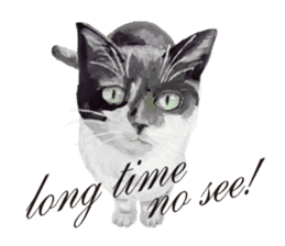 Cats, nothing special, in English sticker #2560365