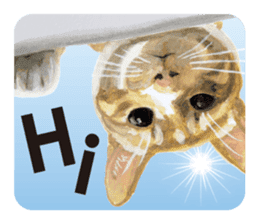 Cats, nothing special, in English sticker #2560366