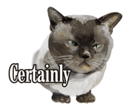Cats, nothing special, in English sticker #2560376