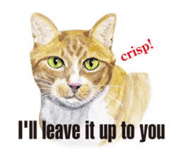 Cats, nothing special, in English sticker #2560391