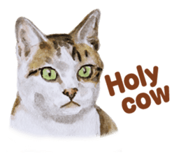 Cats, nothing special, in English sticker #2560395