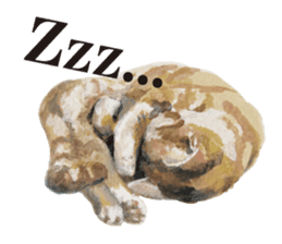 Cats, nothing special, in English sticker #2560402