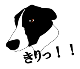 Bordercollie sticker sticker #2563088