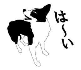 Bordercollie sticker sticker #2563102