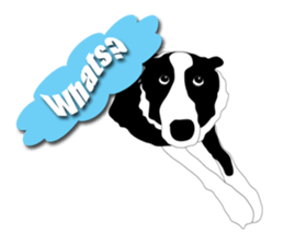 Bordercollie sticker sticker #2563107
