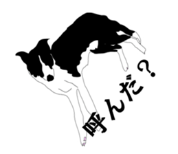 Bordercollie sticker sticker #2563121