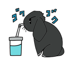 with black rabbit sticker #2564636