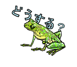 I love frog! sticker #2570143