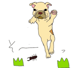 My name is jasmine of French Bulldog. sticker #2583333