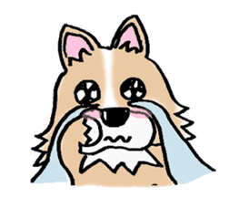 Chihuahua called coco.Vol.2 sticker #2583597