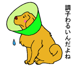 Gorgeous Golden Retriever 'MARIA' sticker #2636703