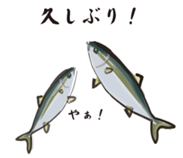 Cultured yellowtail sticker #2638308