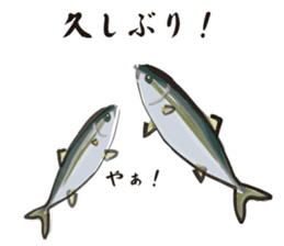 Cultured yellowtail sticker #2638308