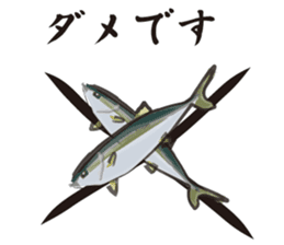 Cultured yellowtail sticker #2638325