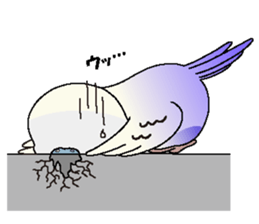 Parakeet's  P sticker #2660574