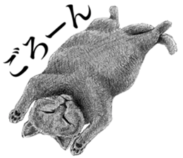 CAT! CAT! CAT! sticker #2668062