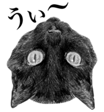 CAT! CAT! CAT! sticker #2668089