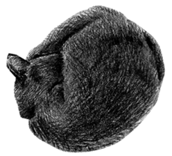 CAT! CAT! CAT! sticker #2668090